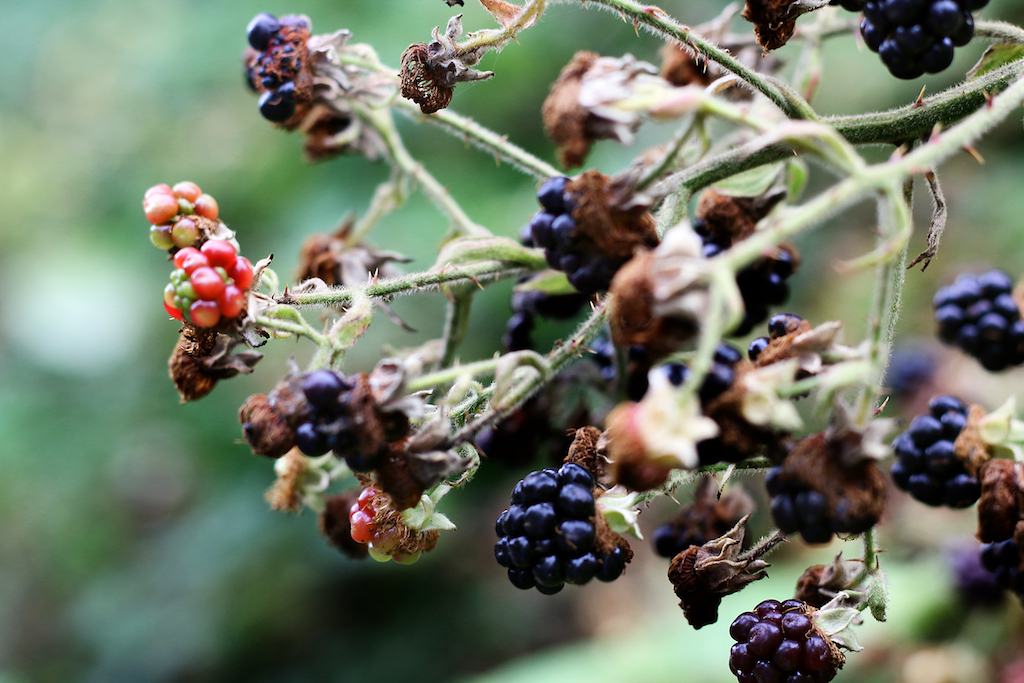 Grouse stew with dumplings and blackberries – The Nosey Chef