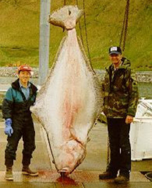 Pacific halibut - Wikipedia